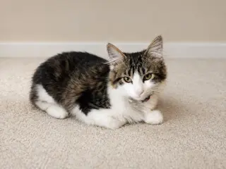 Peppermint Patty