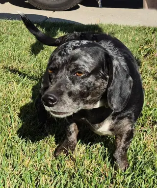 Briggs