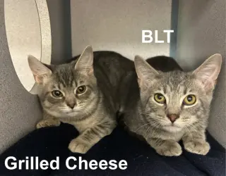 BLT