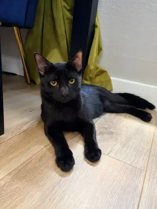 Freddie