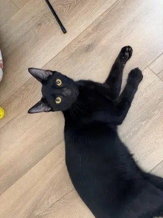Freddie
