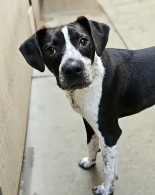 Colby