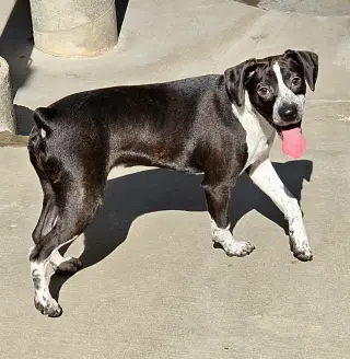 Colby