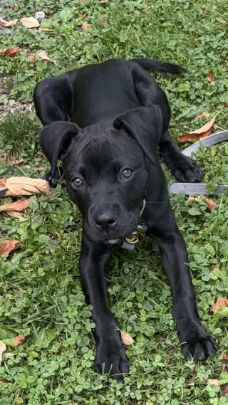 Onyx FKA Stinger