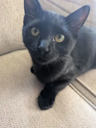 KitKat