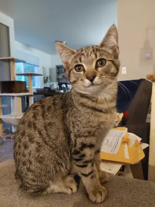 Zena