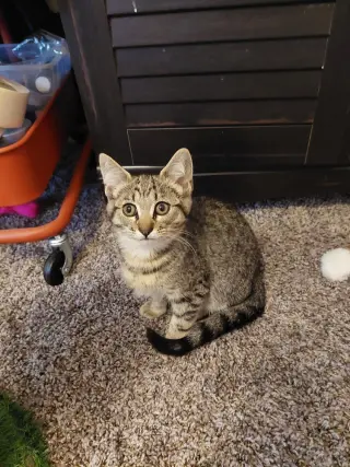 Zena