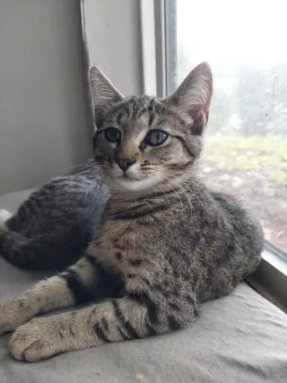 Zena