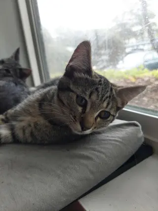 Zena