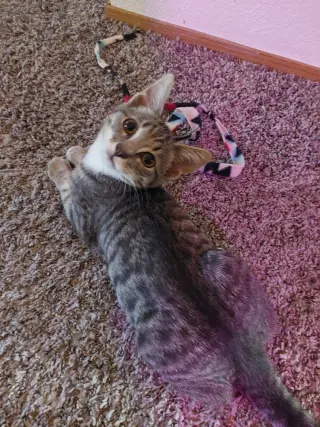Fletcher