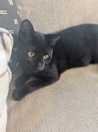 Snickers