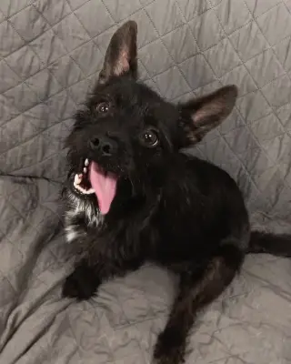 Draco