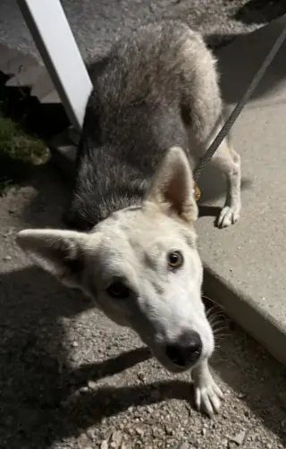 Vada