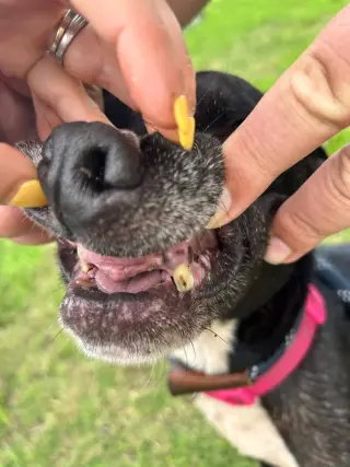 Kiva