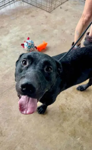 Axel
