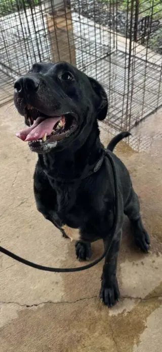 Axel