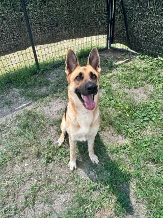 Sara