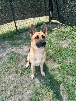 Sara