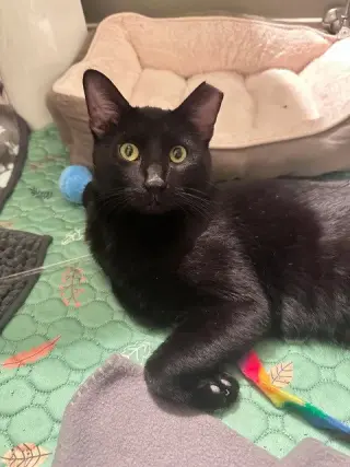 Denny (aka Dennis the Menace)