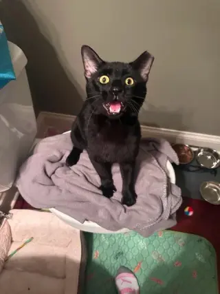 Denny (aka Dennis the Menace)