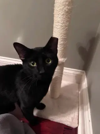 Denny (aka Dennis the Menace)