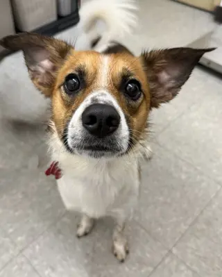 Dorito