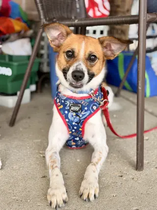 Dorito