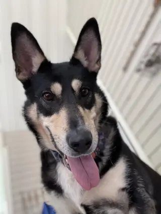 Lady