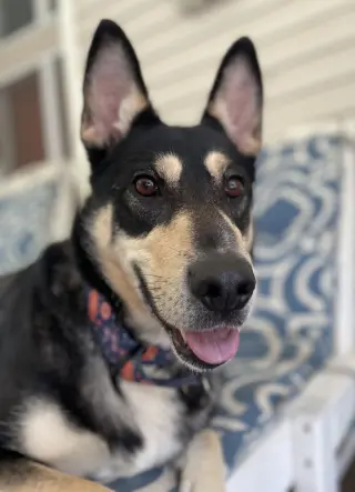 Lady