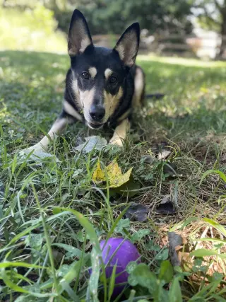 Lady