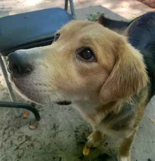 Sandy