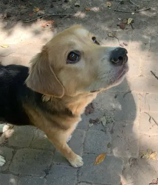 Sandy