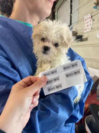 A Montana aka Buddy