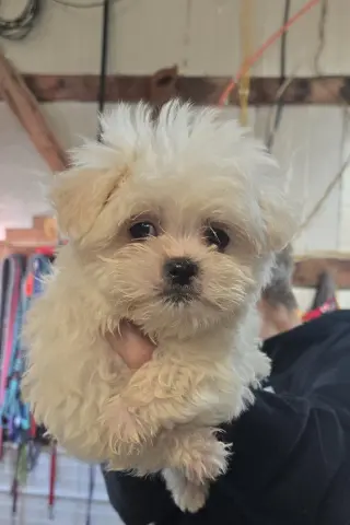 A Montana aka Buddy