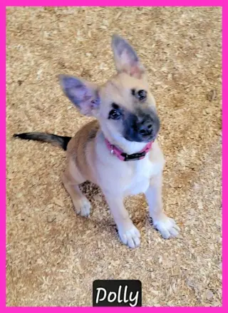 Dolly