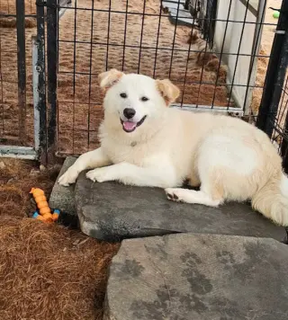 BONNIE