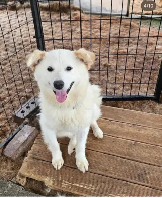 BONNIE