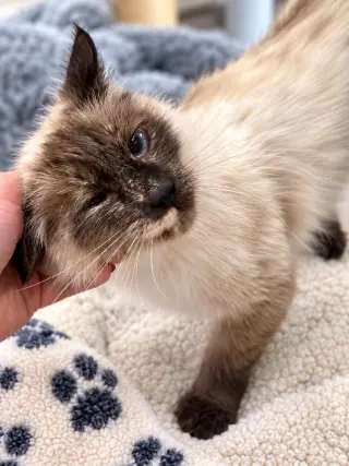 Precious Napa
