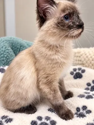 Precious Napa