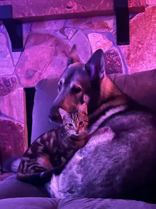 Kato & Friend - Bonded Pair