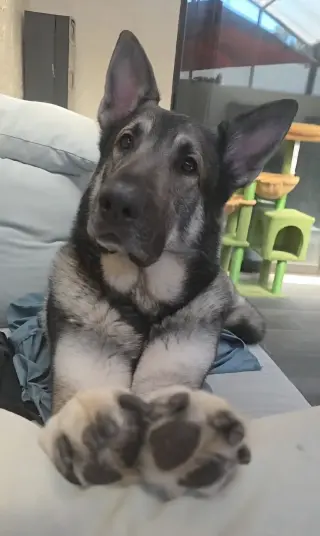 Kato & Friend - Bonded Pair