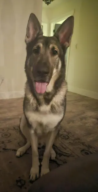 Kato & Friend - Bonded Pair