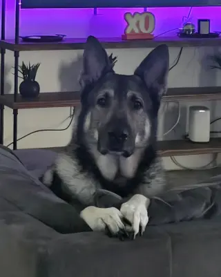 Kato & Friend - Bonded Pair