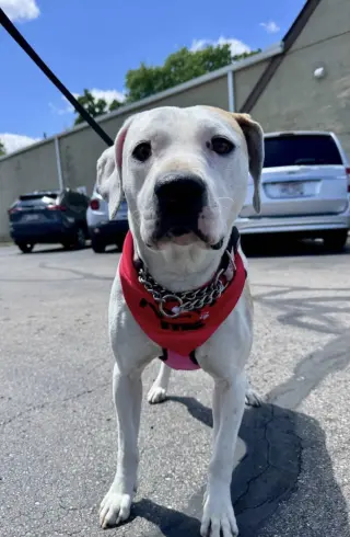 Kimba