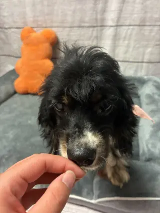 Tallulah