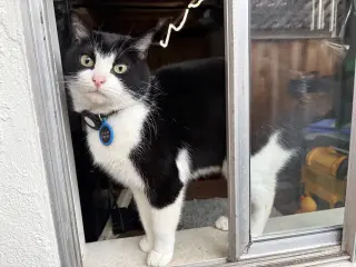 Delilah (Courtesy Post)