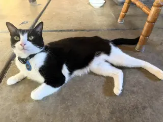 Delilah (Courtesy Post)