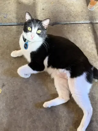 Delilah (Courtesy Post)
