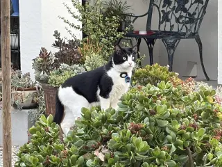 Delilah (Courtesy Post)