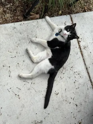 Delilah (Courtesy Post)